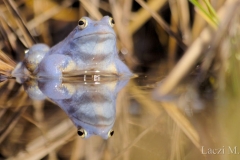 Male moor frog during courtship