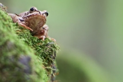 Agile frog