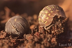Pill bugs with different personalities