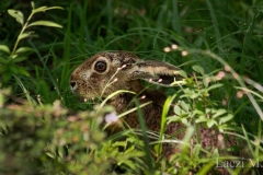 A young brown hare in the nest-box plot