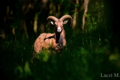 A mouflon sheep in the nest-box plot