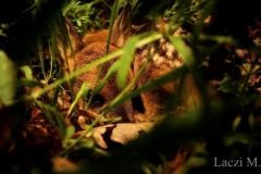 A newborn roe deer in the nest-box plot