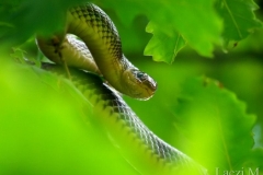 An Aesculapian snake in the nest-box plot