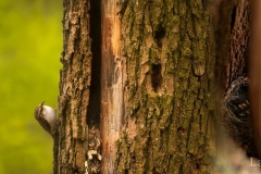 eurasian treecreeper at the entrance of its nest in the nest-box plot