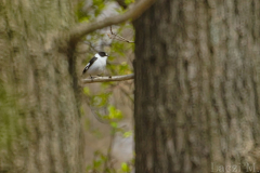 A collared flycatcher male